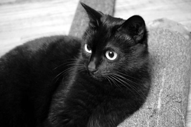   Những điều kiêng kị ngày Halloween: Không đi trước mặt mèo đen  