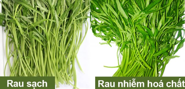 Bí kíp chọn rau, thịt tươi ngon cho bà nội trợ theo tư vấn của chuyên gia dinh dưỡng 1