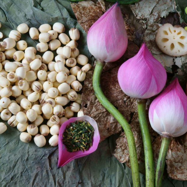   Trà sen được chế biết từ những búp sen tươi và loại trà xanh chất lượng nhất  