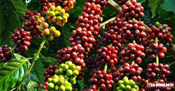   Giá cà phê hôm nay 17/11 thị trường trong nước vẫn đang trong thời gian chờ vượt giá lên mức 35.000 đ/kg  