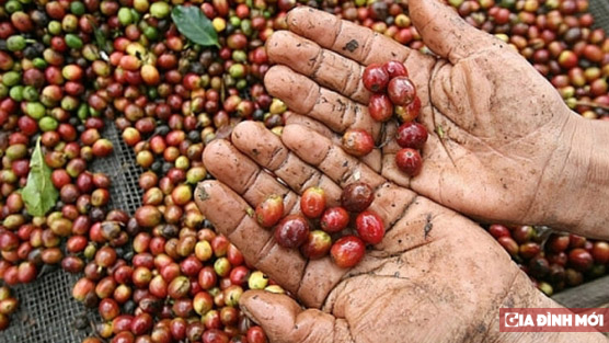   Giá cà phê hôm nay 5/3: Có giảm nhưng vẫn ở mức trên 31.000 đ/kg  