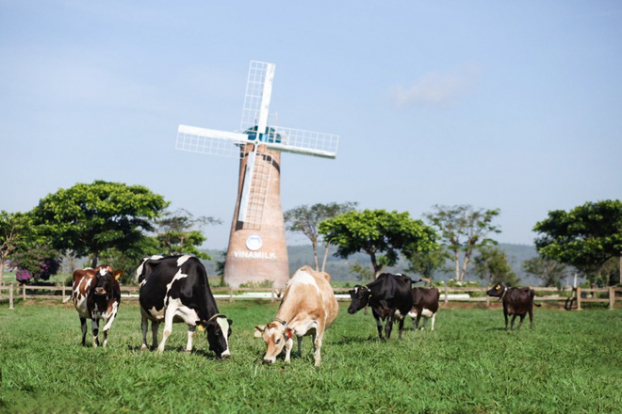   Bò sữa chăn thả tự nhiên tại trang trại Vinamilk Organic Đà Lạt  