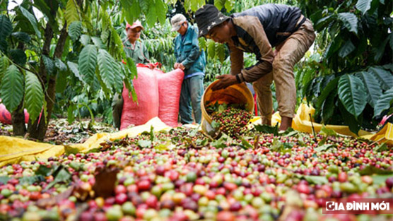   Giá cà phê hôm nay 9/9: Vùng trồng trọng điểm đồng loạt giảm  