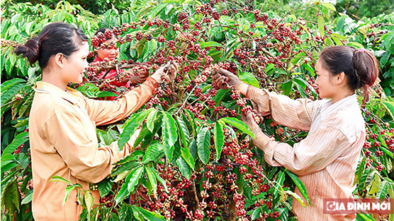   Giá cà phê hôm nay 3/12: Lại lao dốc giảm cực mạnh đến 800 - 900 đ/kg  