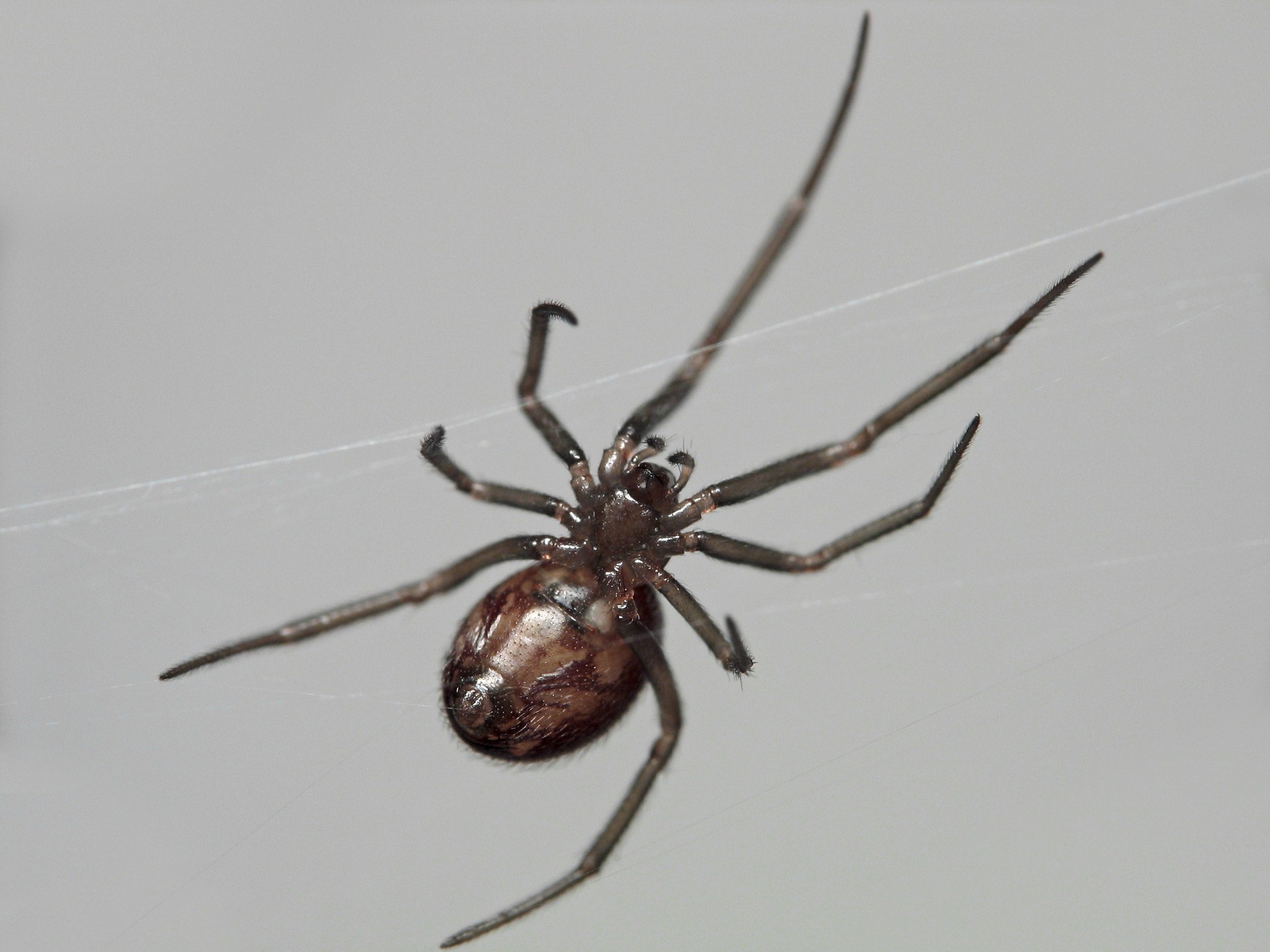   Hội chứng sợ nhện có vẻ như phổ biến hơn hội chứng sợ bóng tối  