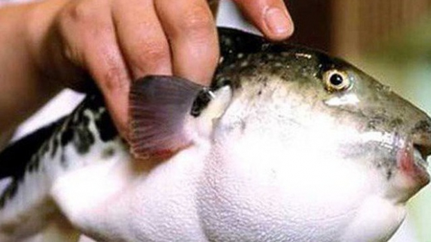   Trong cá nóc cho độc tố Tetrodotoxin vô cùng nguy hiểm khi ăn phải.  