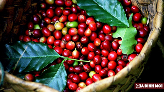 Giá cà phê hôm nay 30 /4: Tăng vọt trên 30.000  đ/kg 0