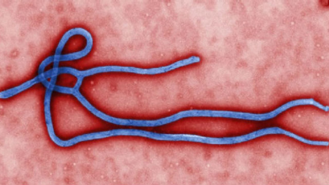   Vi rút Ebola thường xuất hiện ở châu Phi (Ảnh minh họa)  