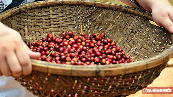   Giá cà phê hôm nay 24/3: Thị trường có tích cực với người dân trồng cà phê?  