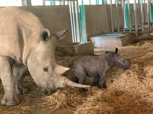   Tê giác mẹ và con hồi phục sau sinh tại Vinpearl Safari Phú Quốc  