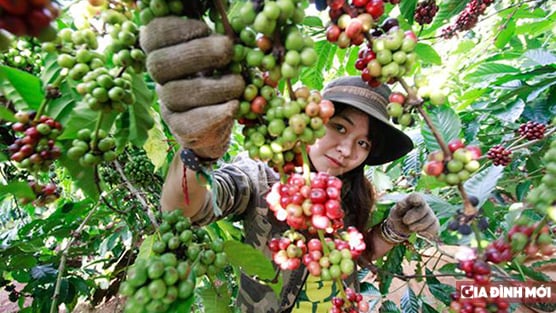   Giá cà phê hôm nay 3/7: Tăng thêm 300 đ/kg phiên đầu tháng  