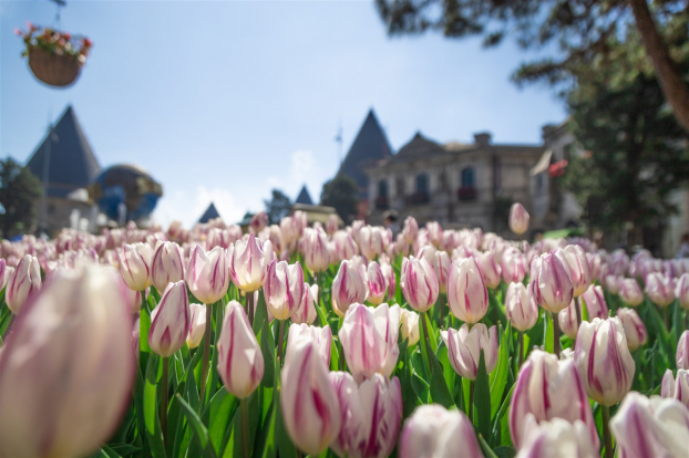 Đến Bà Nà Hills mùa hội hoa xuân để 'sống ảo' với tulip 0