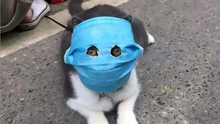   Chó mèo cũng đeo mặt nạ phòng chống COVID-19, liệu virus Corona có lây sang thú cưng?  