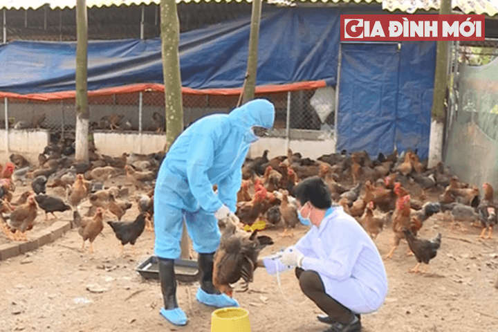   Tin tức dịch cúm gia cầm H5N1 tại Việt Nam: Trà Vinh phát hiện 2 ổ dịch  