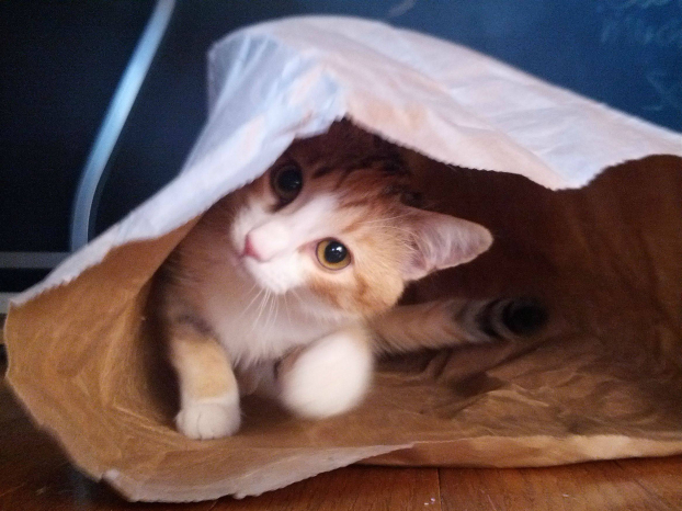   Thành ngữ 'Let the cat out of the bag' có nghĩa tiết lộ, để lộ bí mật nào đó  