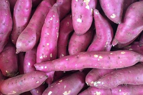 Khoai lang Nhật bắt nguồn từ Nhật, bên ngoài có màu tím còn bên trong có màu vàng