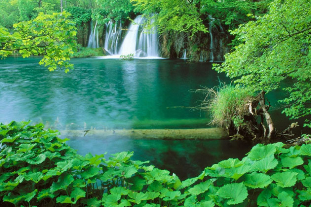   Phú Quốc may mắn sở hữu hệ thống rừng nguyên sinh với đa dạng các loài động, thực vật.  