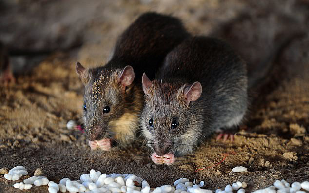   Con người có thể mắc bệnh nếu hít phải chất thải của chuột có mang mầm bệnh Hantavirus  