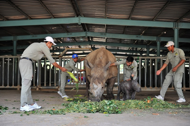 Giữa 'tâm bão' dịch COVID-19,Vinpearl Safari chào đón tê giác thứ 3 chào đời 5