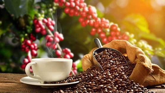 Giá cà phê hôm nay 13/5: Giảm mạnh đến 400 đ/kg 0