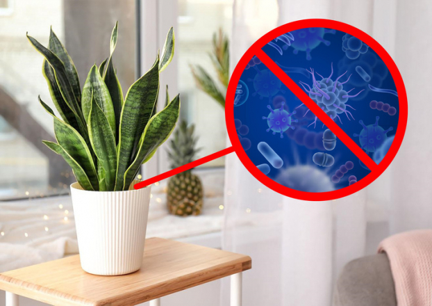 7 loại cây cảnh trong nhà vừa hút sạch khí độc lại chữa mất ngủ hiệu quả 3