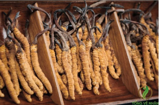   Đông trùng hạ thảo là một trong những vị thuốc quý nằm trong sản phẩm Tống Vệ Nhân  