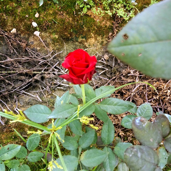   Đặc biệt, vườn hồng năm nay sẽ có sự xuất hiện của nữ hoàng hoa hồng Ecuador, một trong những loài hoa đắt giá và đẹp nhất thế giới. Câu chuyện về việc đưa được nàng Ecuador về với đất Sa Pa cũng vô cùng vi diệu. Chỉ từ những bông hoa cắt cành, đã bị ngâm thuốc bảo quản, tưởng chừng như không thể tái sinh, vậy mà những người yêu hoa tại Fansipan sau vô vàn thử nghiệm, đã tìm cách nhân giống thành công loài hoa quý này. Hoa hồng Ecuador sau nhiều tháng được chăm chút bởi sự tận tâm và chuyên nghiệp cuối cùng đã khai hoa rực rỡ ngay dưới chân núi rừng Hoàng Liên.  