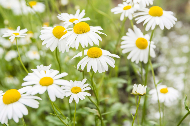 5 loại hoa trong vườn nhà dùng để dưỡng trắng da cực tốt, không phải ai cũng biết 1