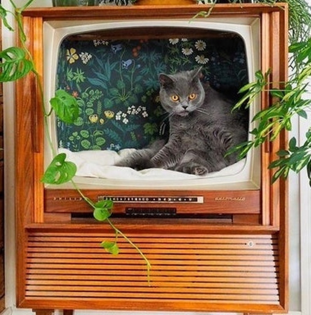   'Chiếc TV cũ trở thành đồ chơi cho mèo'  