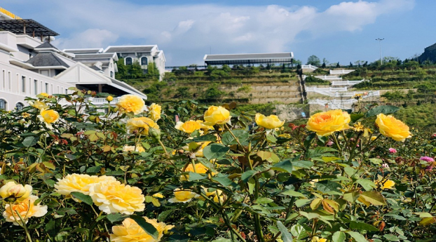   Hơn 150 loài hoa hồng quy tụ tại thung lũng hoa hồng lớn nhất Việt Nam dưới chân núi Hoàng Liên  