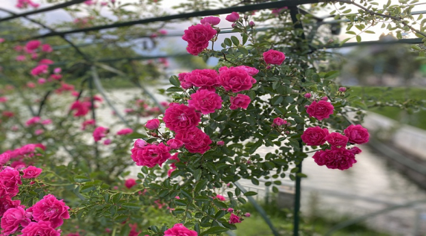   Những thác hoa hồng leo đẹp ngây ngất chỉ có tại Sa Pa  