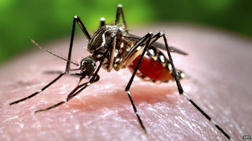   Đặc điểm của muỗi truyền bệnh sốt xuất huyết  
