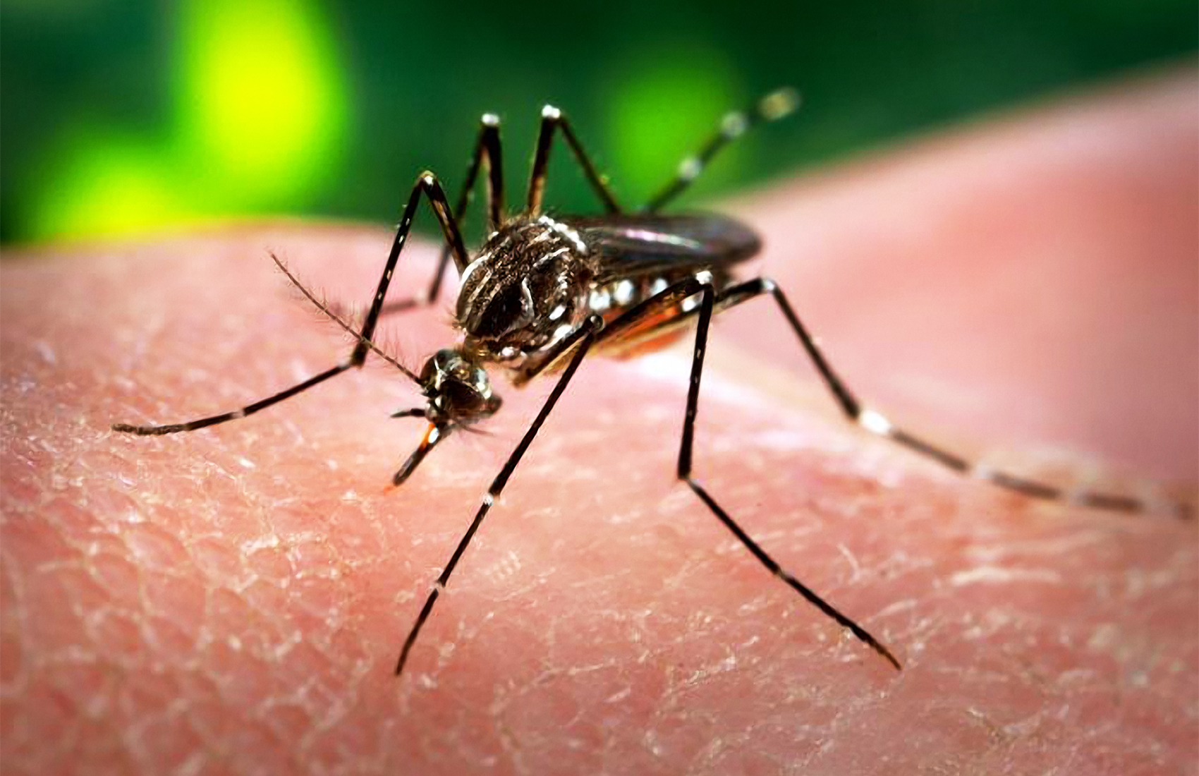   Virus Zika do muỗi Aedes gây ra  