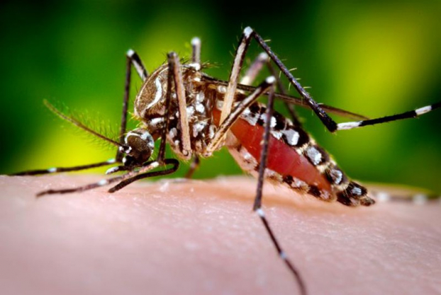   Muỗi Aedes truyền virus Zika từ người bệnh sang người lành.  