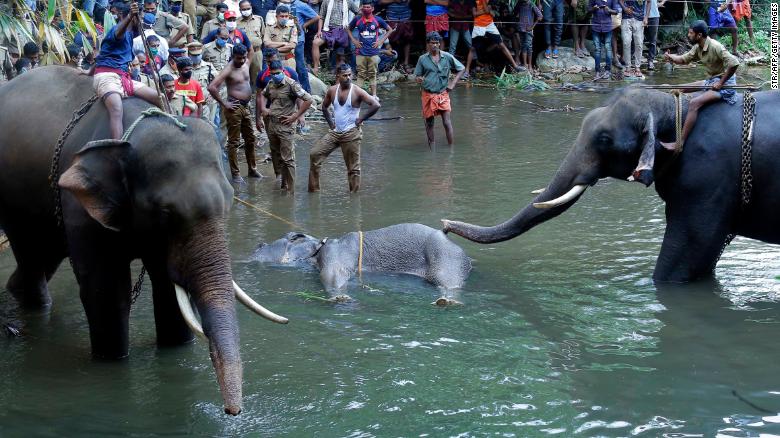   Vụ việc con voi mang thai bị chết khiến nhiều người phẫn nộ  