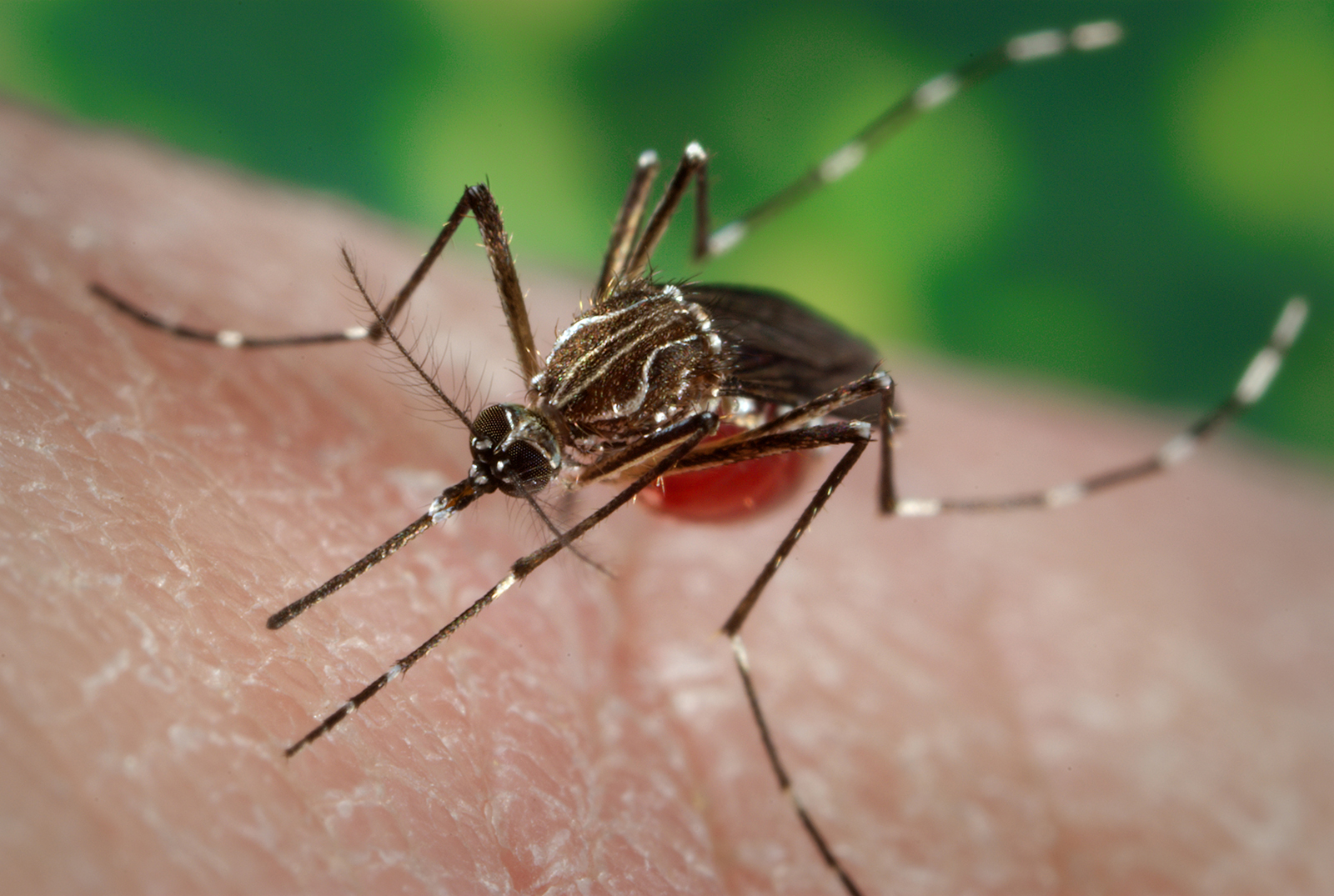   Muỗi Aedes aegypti là vật trung gian truyền virus sốt xuất huyết  