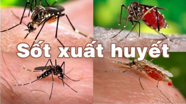   Muỗi truyền bệnh sốt xuất huyết có màu đen, thân và chân có những đốm trắng thường được gọi là muỗi vằn. Ảnh minh họa  