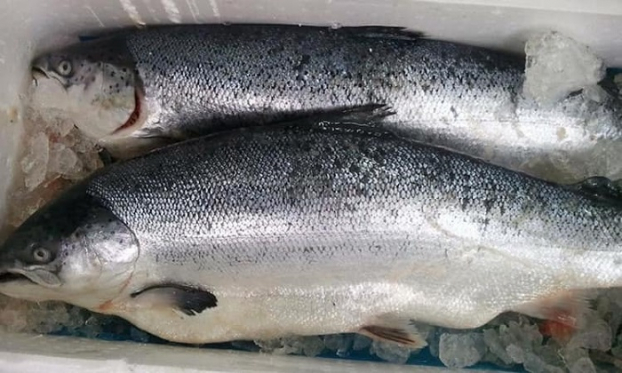   Cá hồi có nhiều axit béo omega-3 và vitamin E, đặc biệt rất giàu canxi  