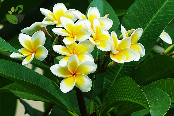 5 loại hoa phá phong thủy, đẹp thơm đến đâu cũng không nên để trong nhà 0