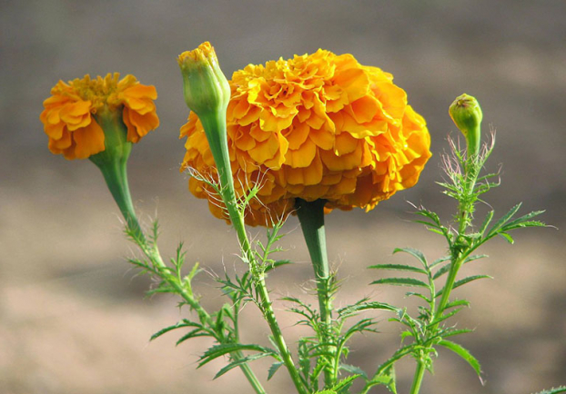 5 loại hoa phá phong thủy, đẹp thơm đến đâu cũng không nên để trong nhà 2