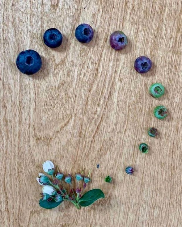   Vòng đời của việt quất xanh (blueberry)  