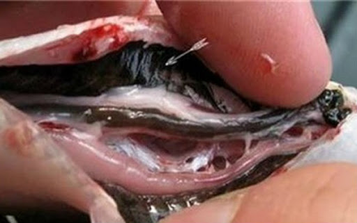   Lớp màng đen nằm trong bụng cá  
