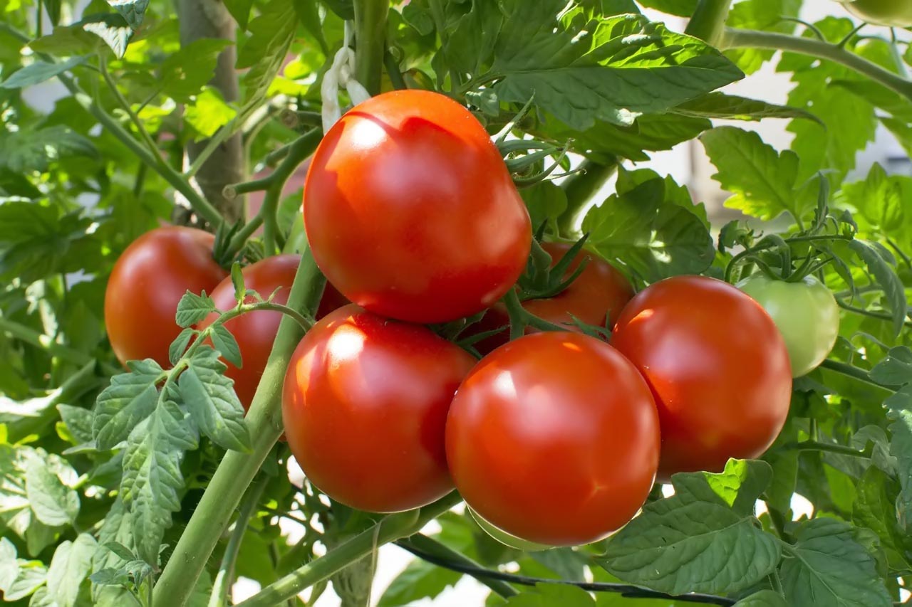   Cà chua là thực phẩm phòng ung thư cổ tử cung bạn nên ăn hàng ngày  