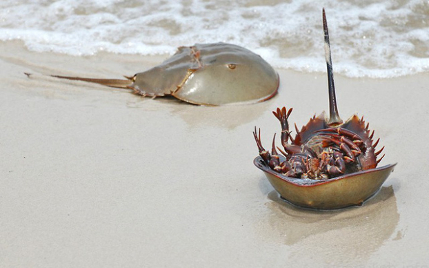   Cảnh báo nguy cơ ngộ độc thực phẩm khi ăn so biển. Ảnh minh họa  