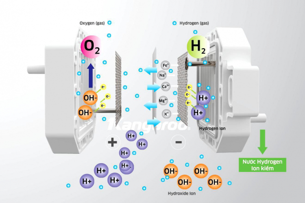 Nhà khoa học nói gì về công nghệ độc quyền tạo nước Hydrogen ion kiềm của Kangaroo? 1