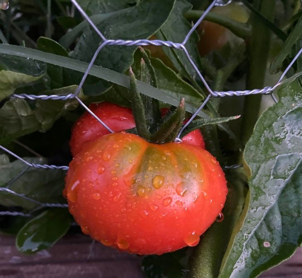   Không giới hạn nào có thể ngăn trái cà chua này lớn lên  