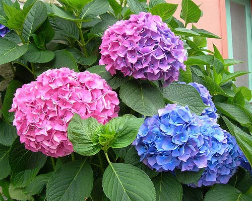 4 loại hoa đẹp nhưng có độc mà rất nhiều người thích bày trong nhà 2