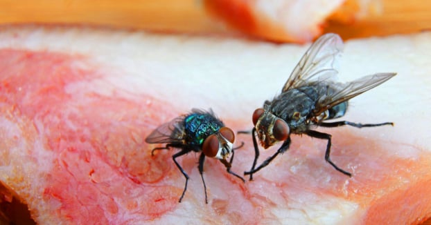Điều gì thực sự xảy ra khi ruồi đậu lên đồ ăn của bạn? 0