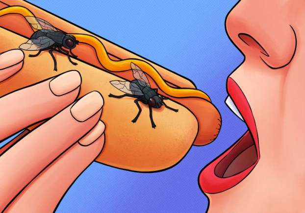 Điều gì thực sự xảy ra khi ruồi đậu lên đồ ăn của bạn? 1
