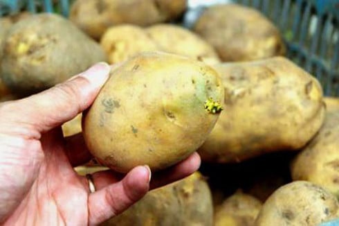   Chất độc có trong khoai tây mọc mầm chính là solanin  